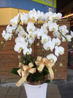 編號:D0003----白雪典雅蘭花